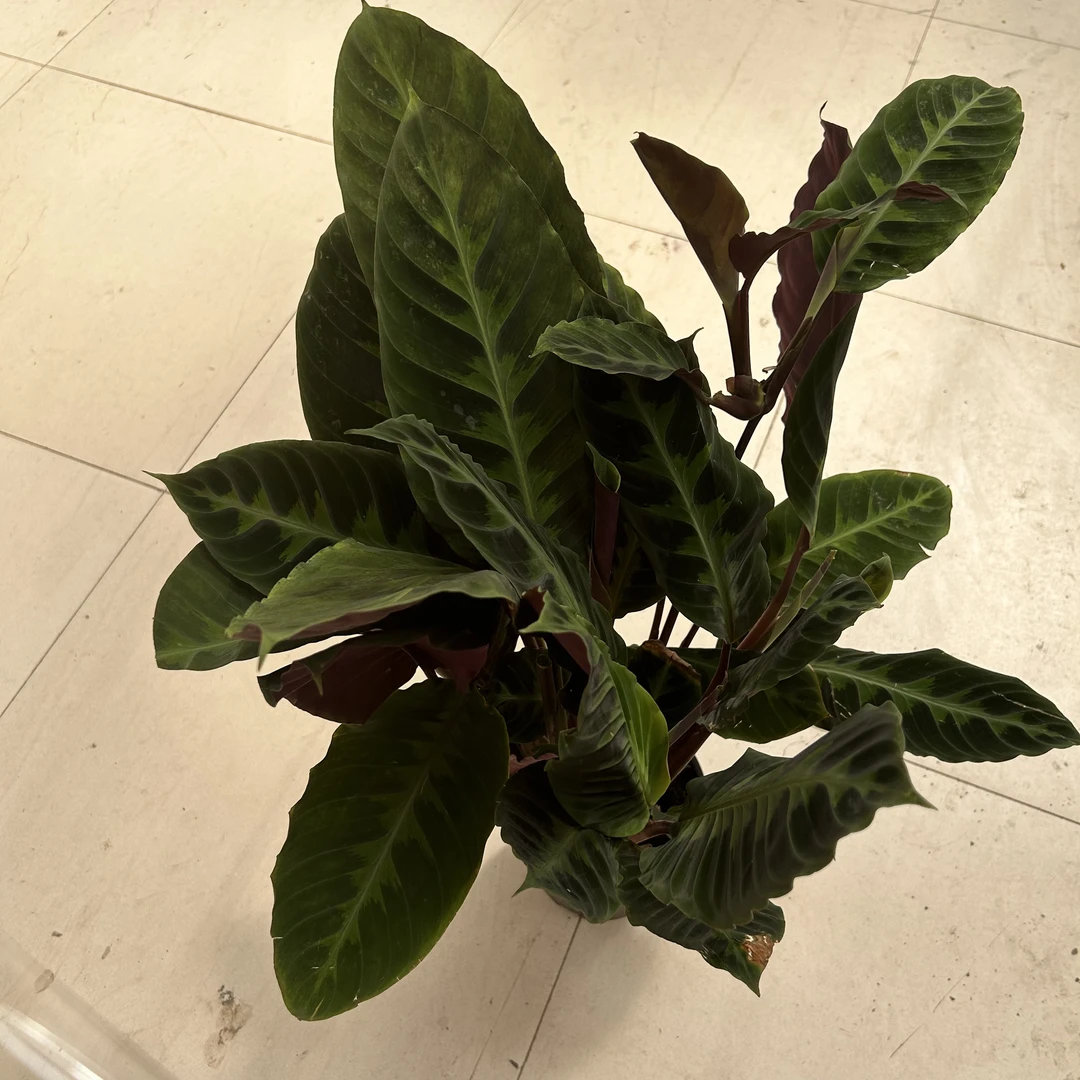 超大盆紫背天鹅绒竹竽盆栽绿植室内净化空气  延