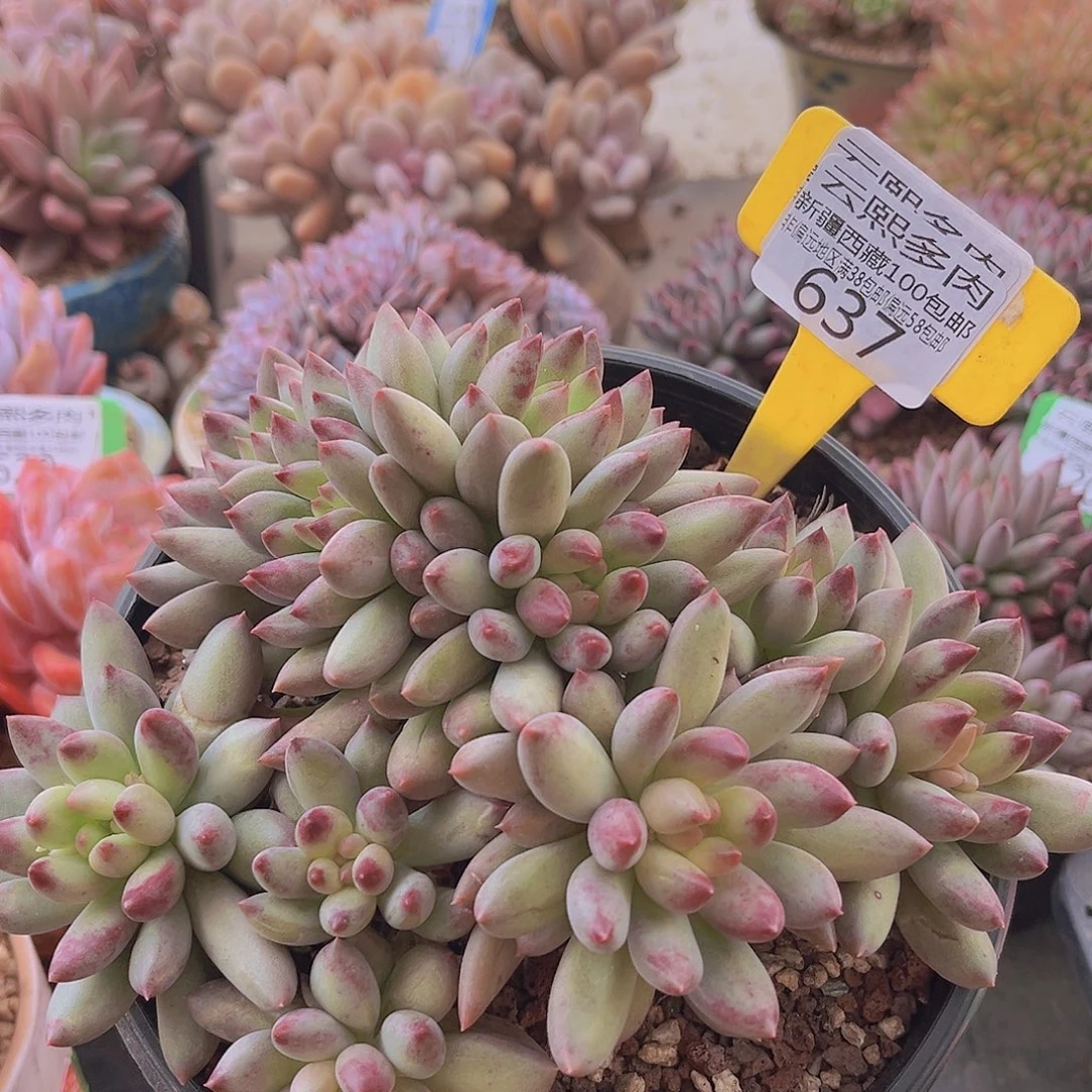 637二代虞美人多肉植物