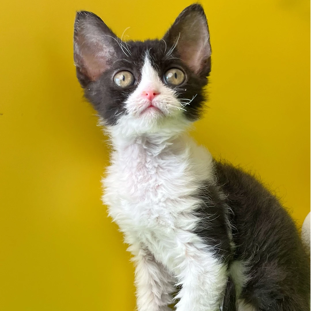 德文卷毛猫黑白开脸妹妹可爱猫咪