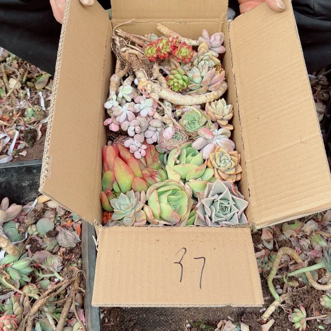 守****?杂花瑕疵断头优惠处理不售后97
