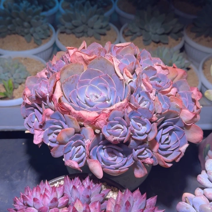 尘埃玫瑰 手捧 一物一拍