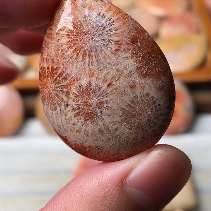 ****✧硅化珊瑚未镶嵌颈饰