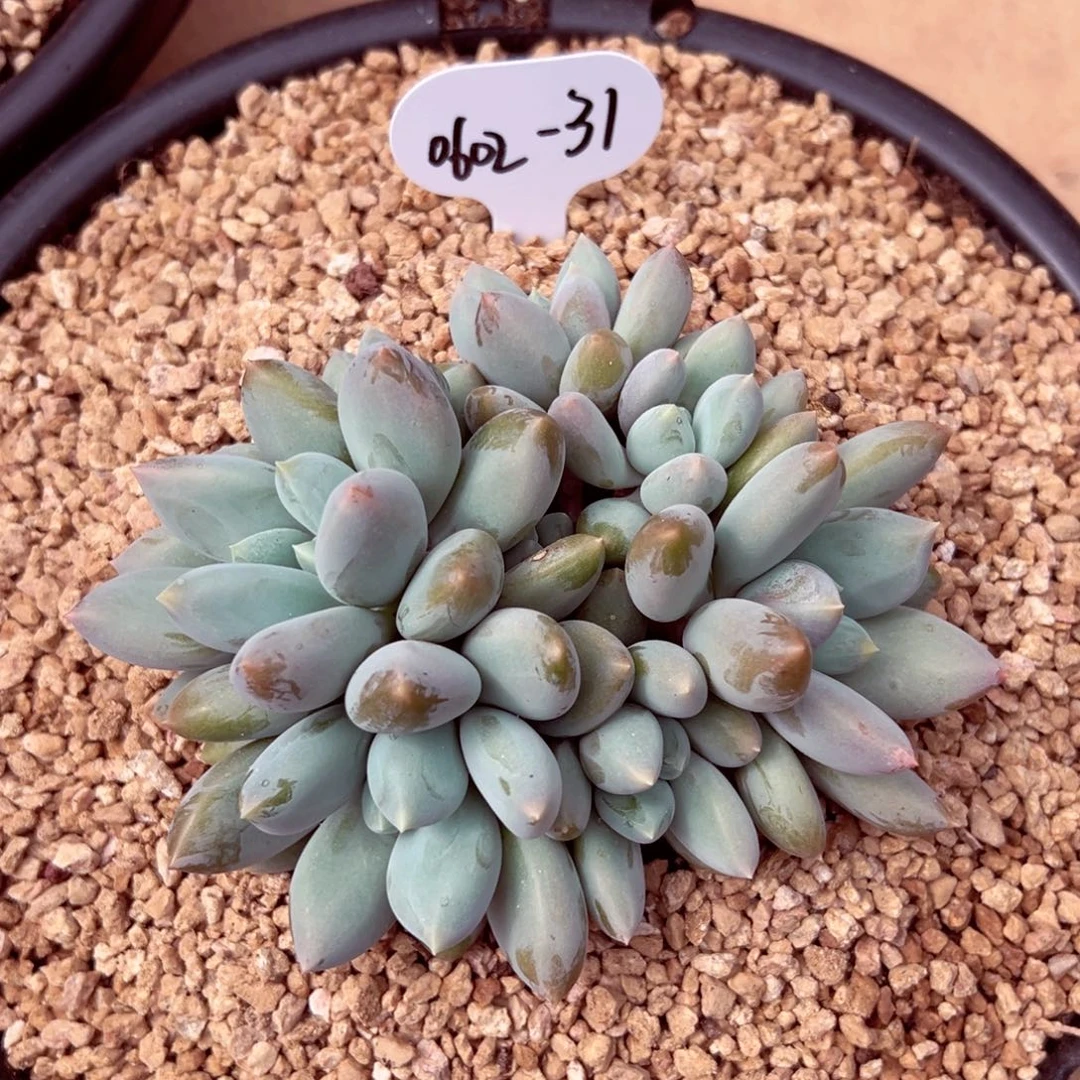 哒*哒0602-31胖体哥特