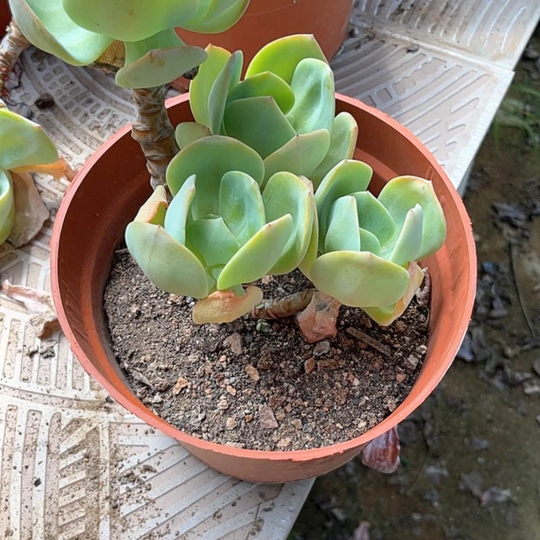 【闪购商品】无花朵真*
