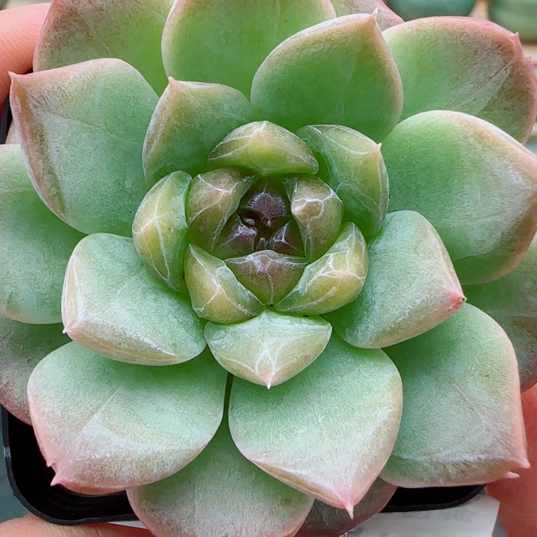 花语逸镜1013-386溏心