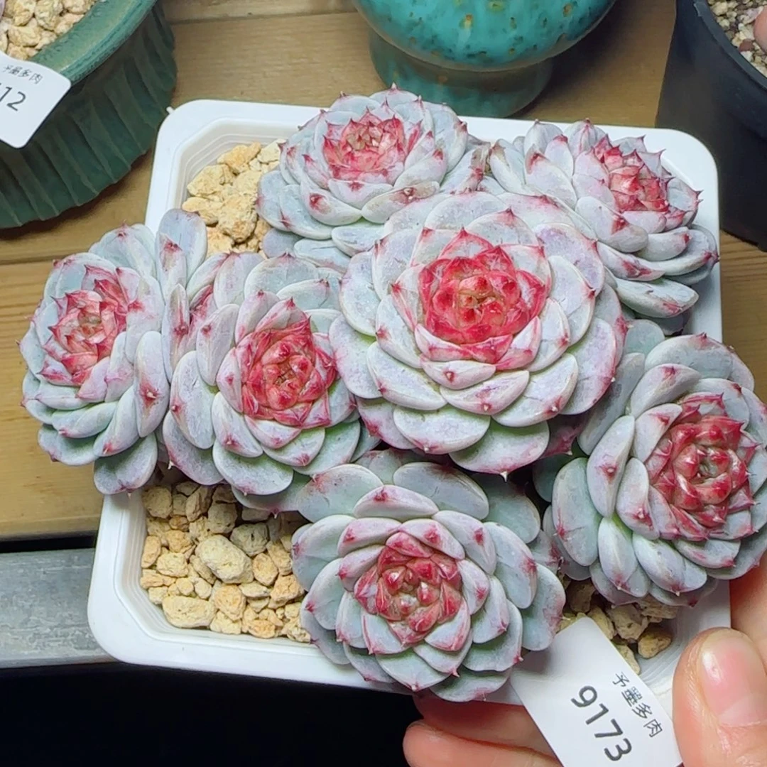 天鹅绒，9173多肉植物