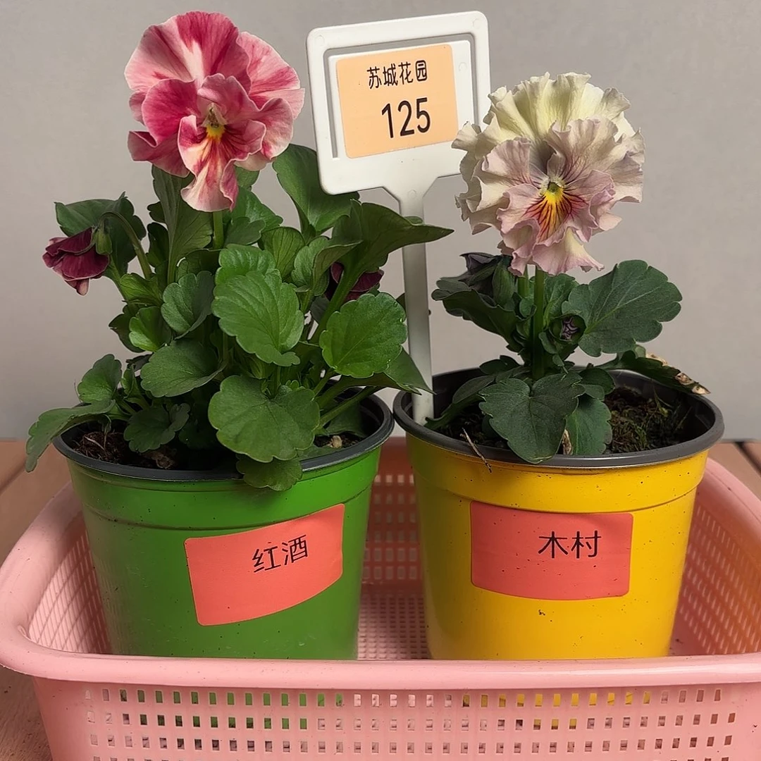 大部分开放少量花苞125
