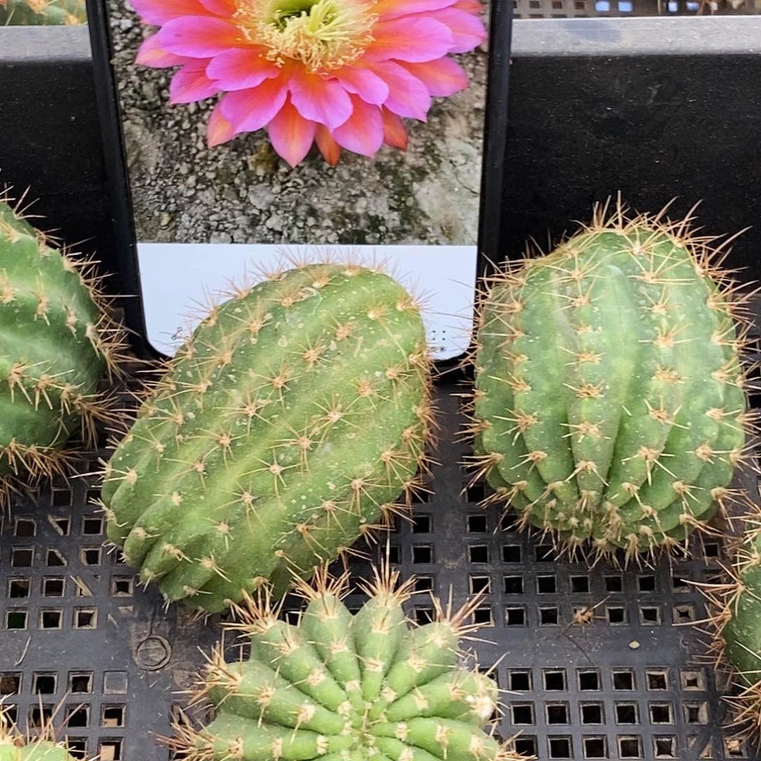毛 飞碟侧芽歪5公分以上