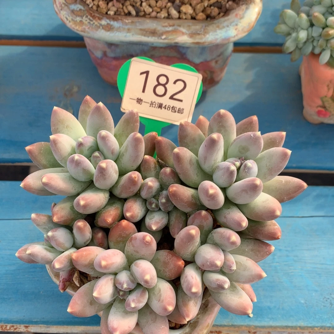 松果美人无砍平头182