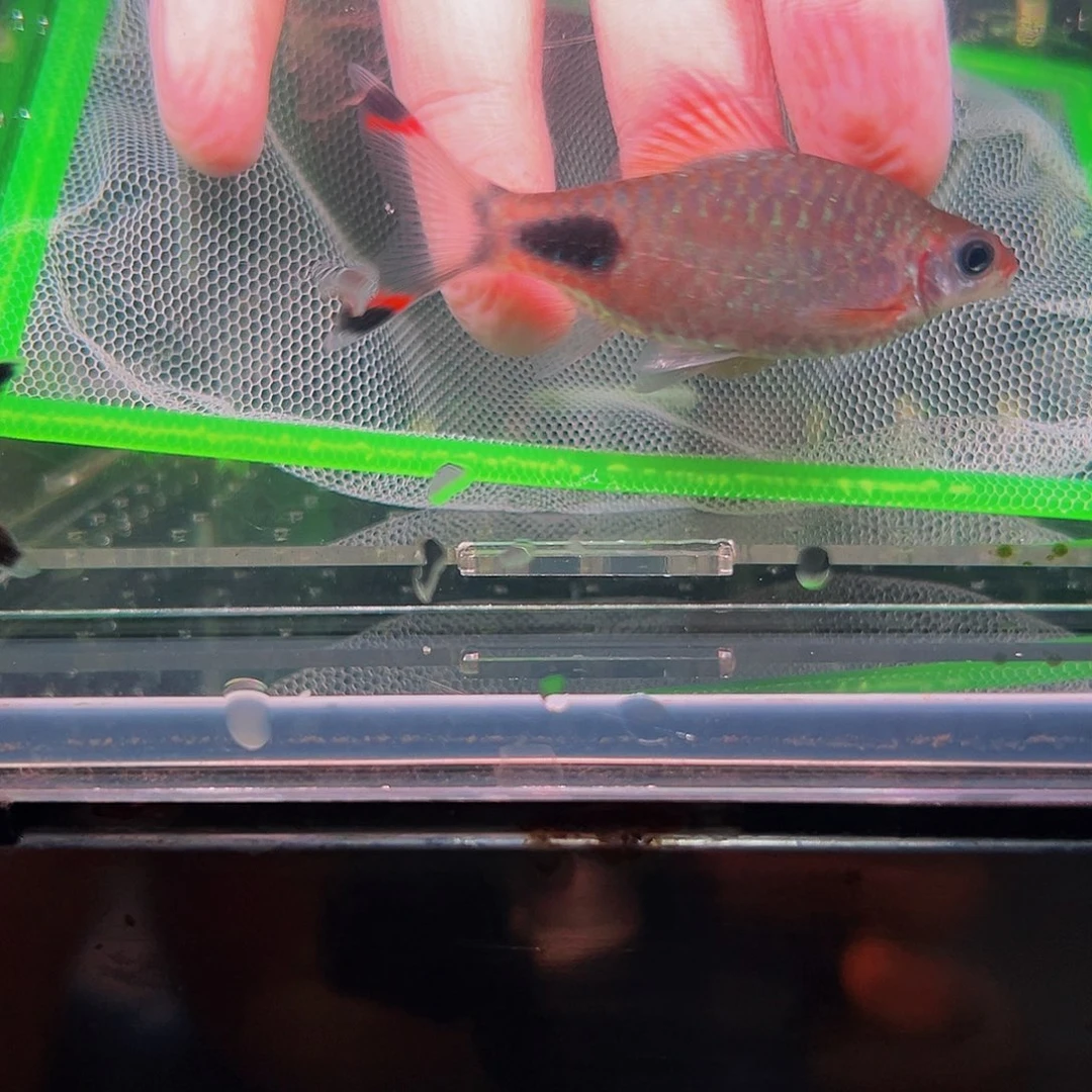 工具鱼黑影 鱼鱼鱼鱼鱼48