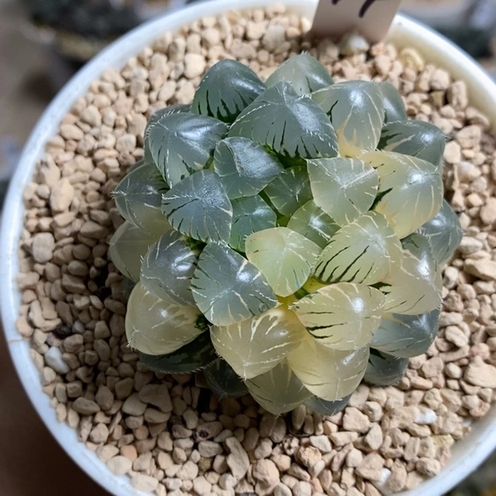 蓝镜玉露锦母本111111