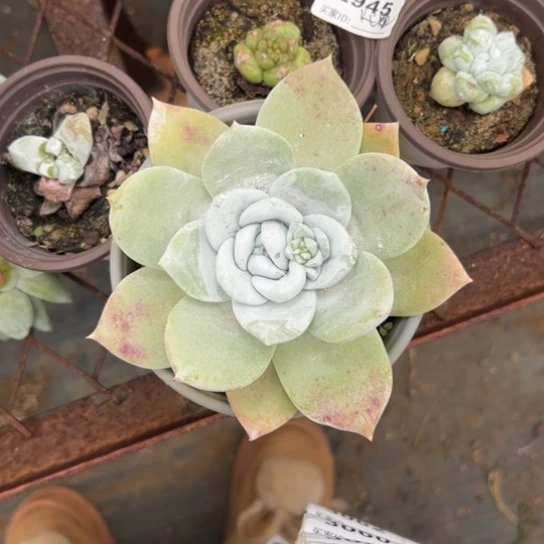 猴****?谢谢宝～一物一拍3042