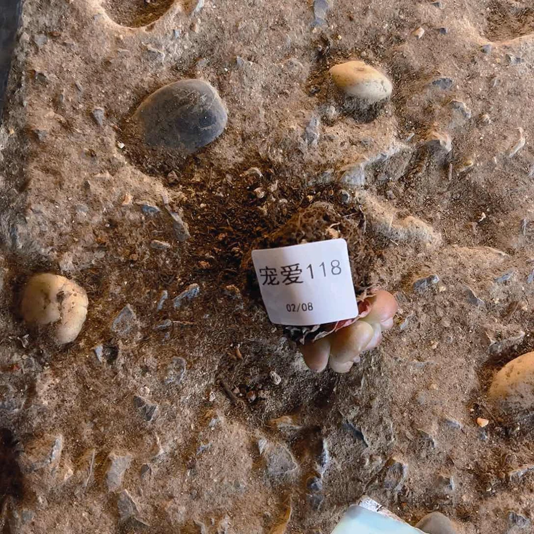 幸**院直播福利一物一拍118