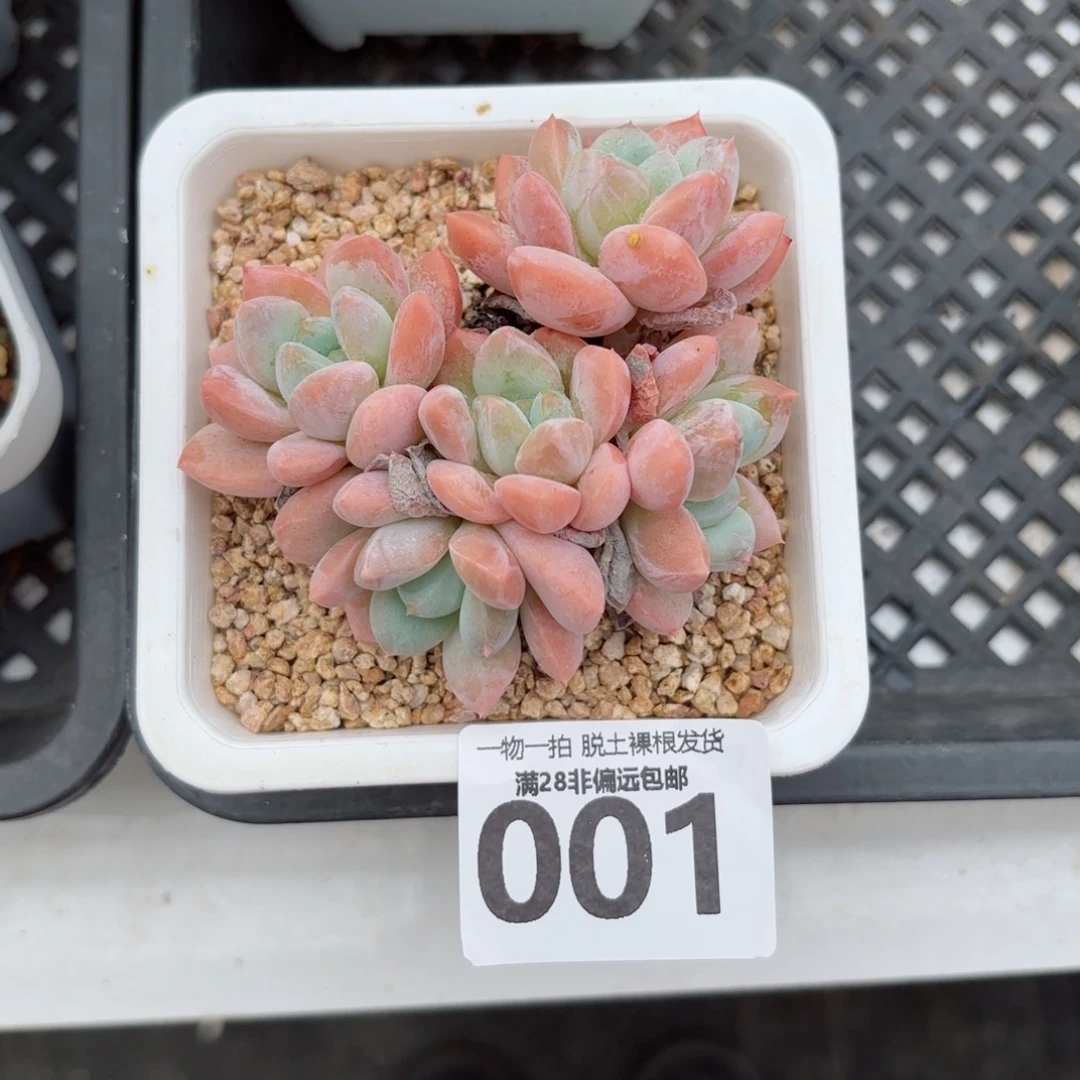 胖***福芙丽朵老桩无盆土发货