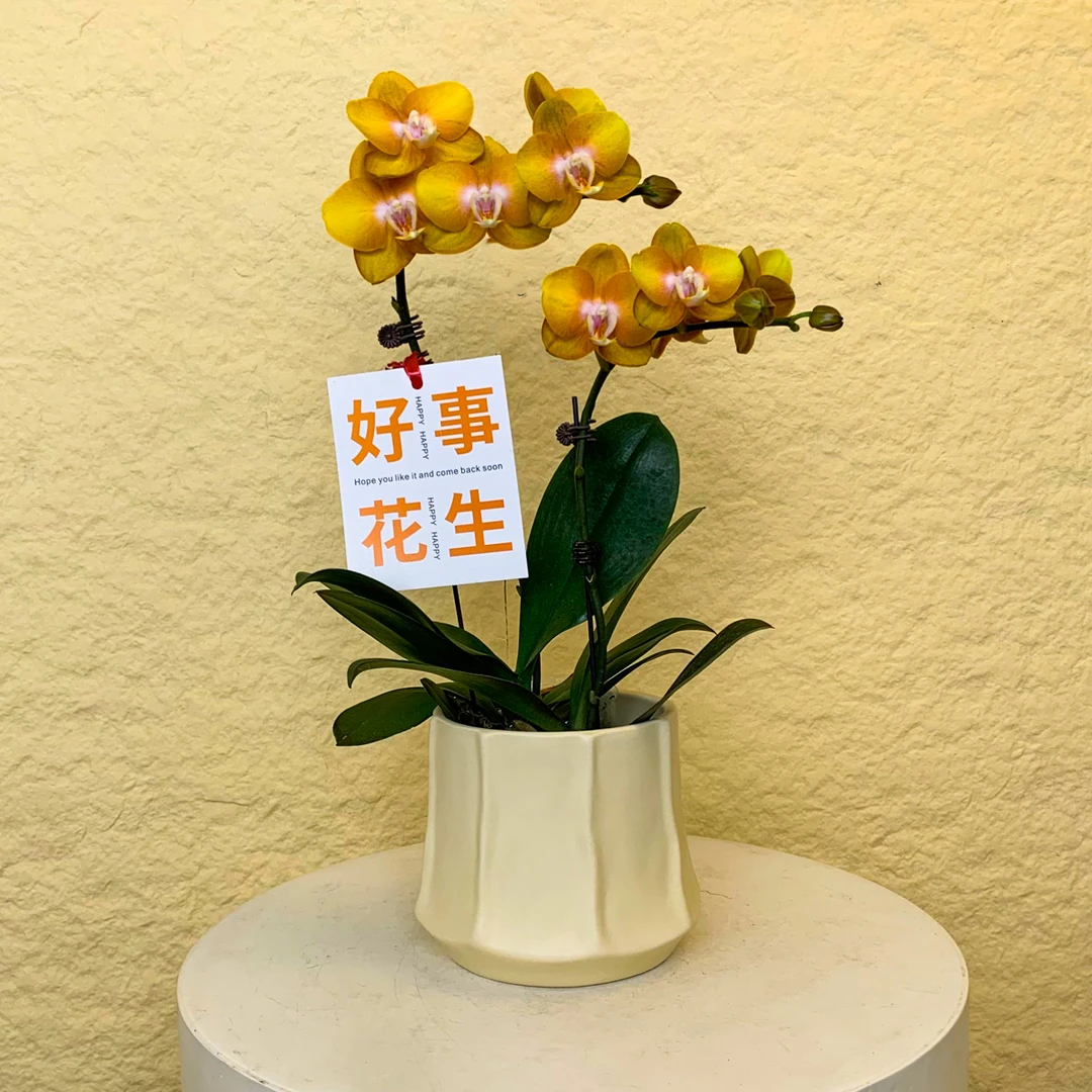 【拉斯维加斯】欧州蝴蝶兰 稀有古铜花色 小众品种 蜡质花 花期长