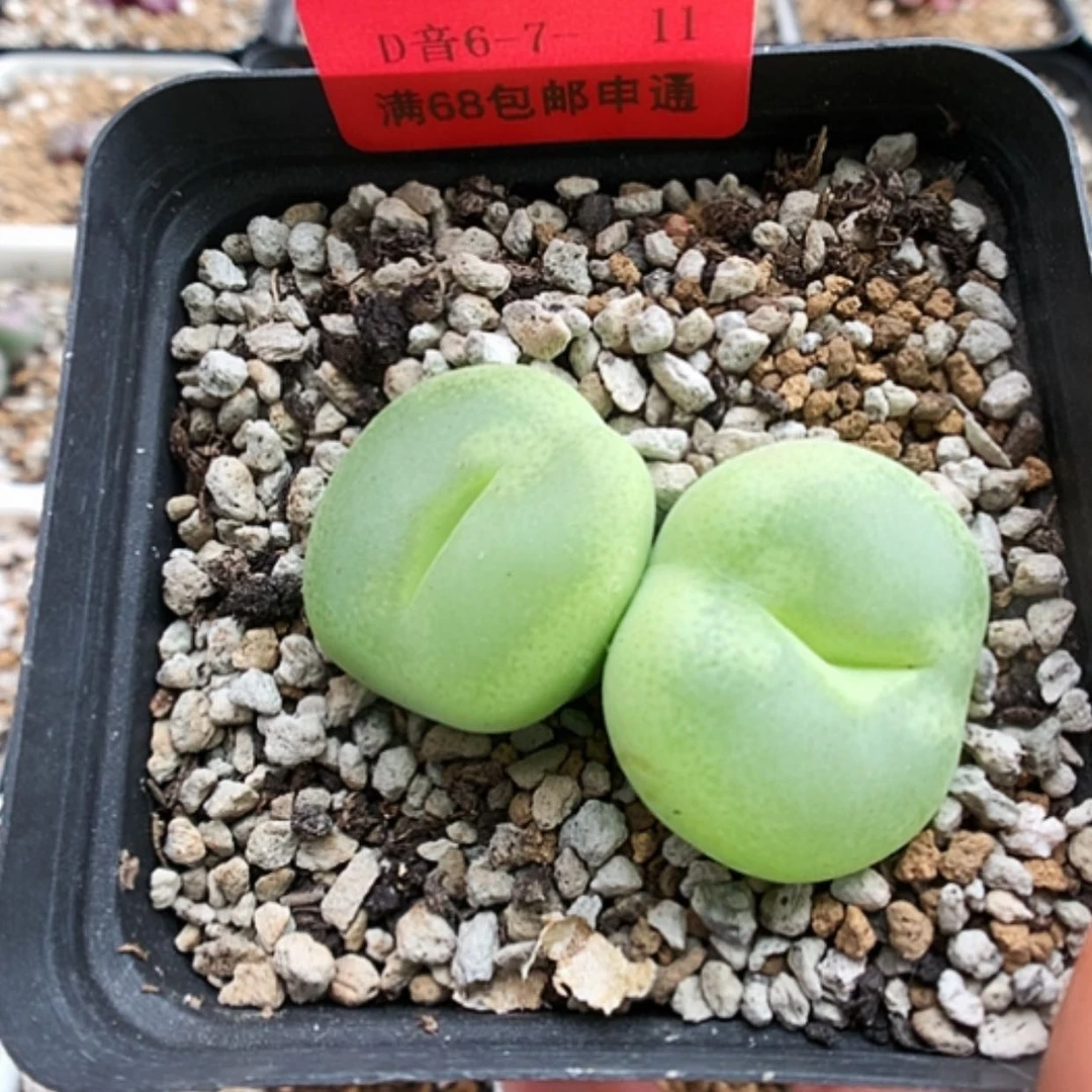 【闪购商品】6-7-11 翠光玉一颗