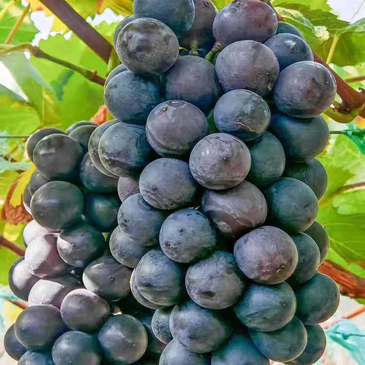 黑皇葡萄1000g云南省