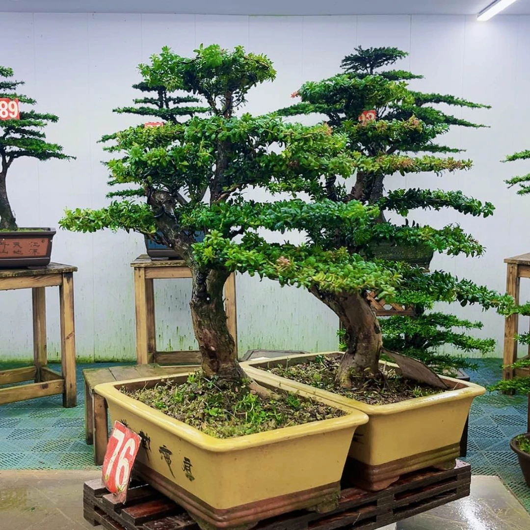 【闪购商品】无花朵