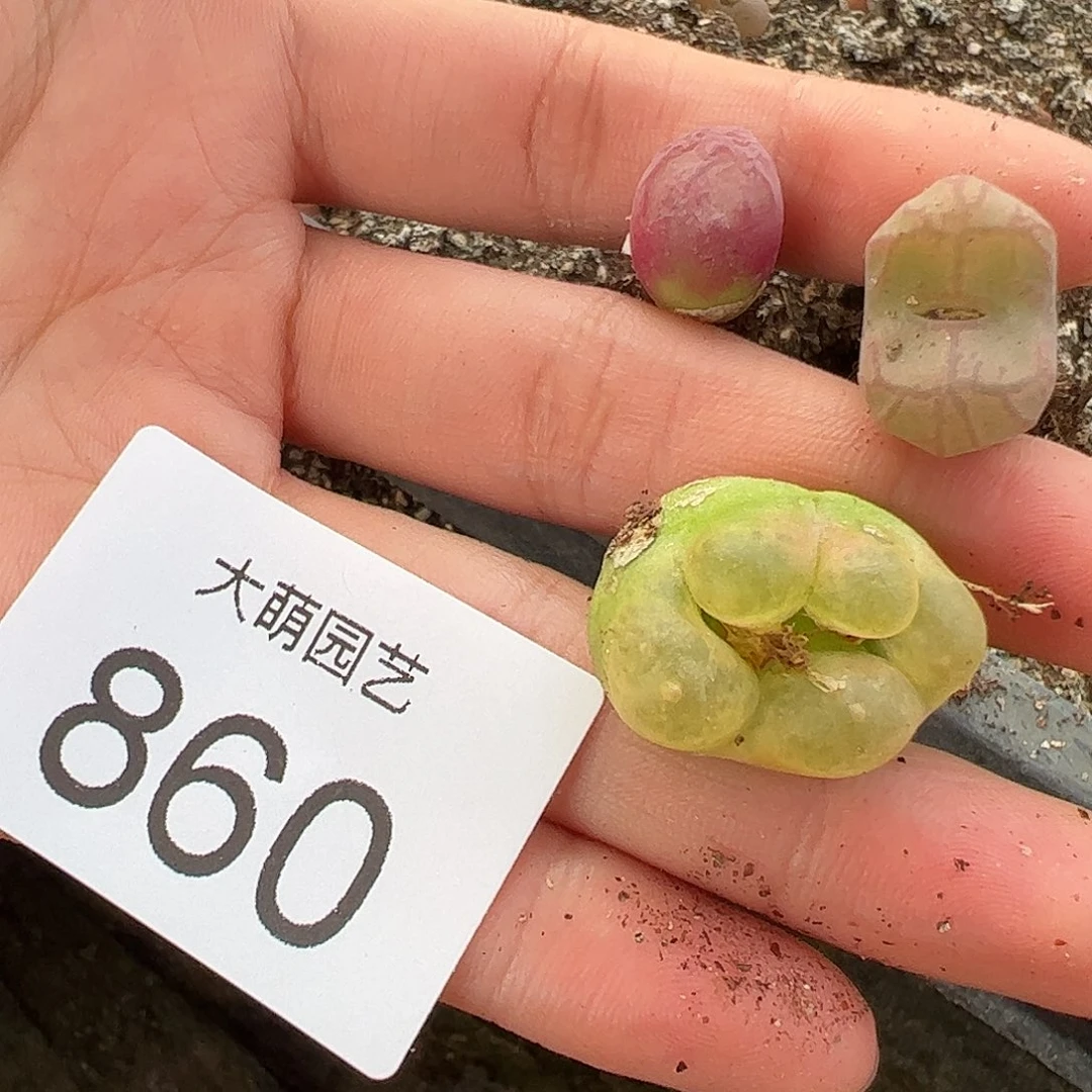 一物一拍。        860