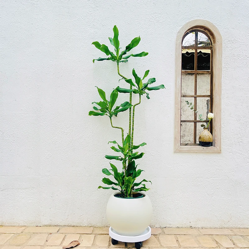 螺纹铁客厅大型绿植老桩网红植物乔迁开业办公室内盆栽