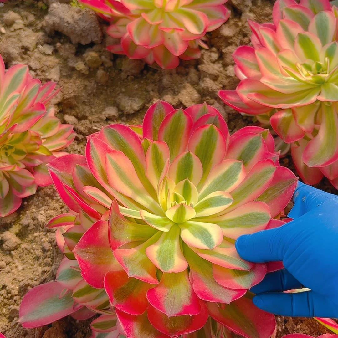 女巫手捧多肉植物