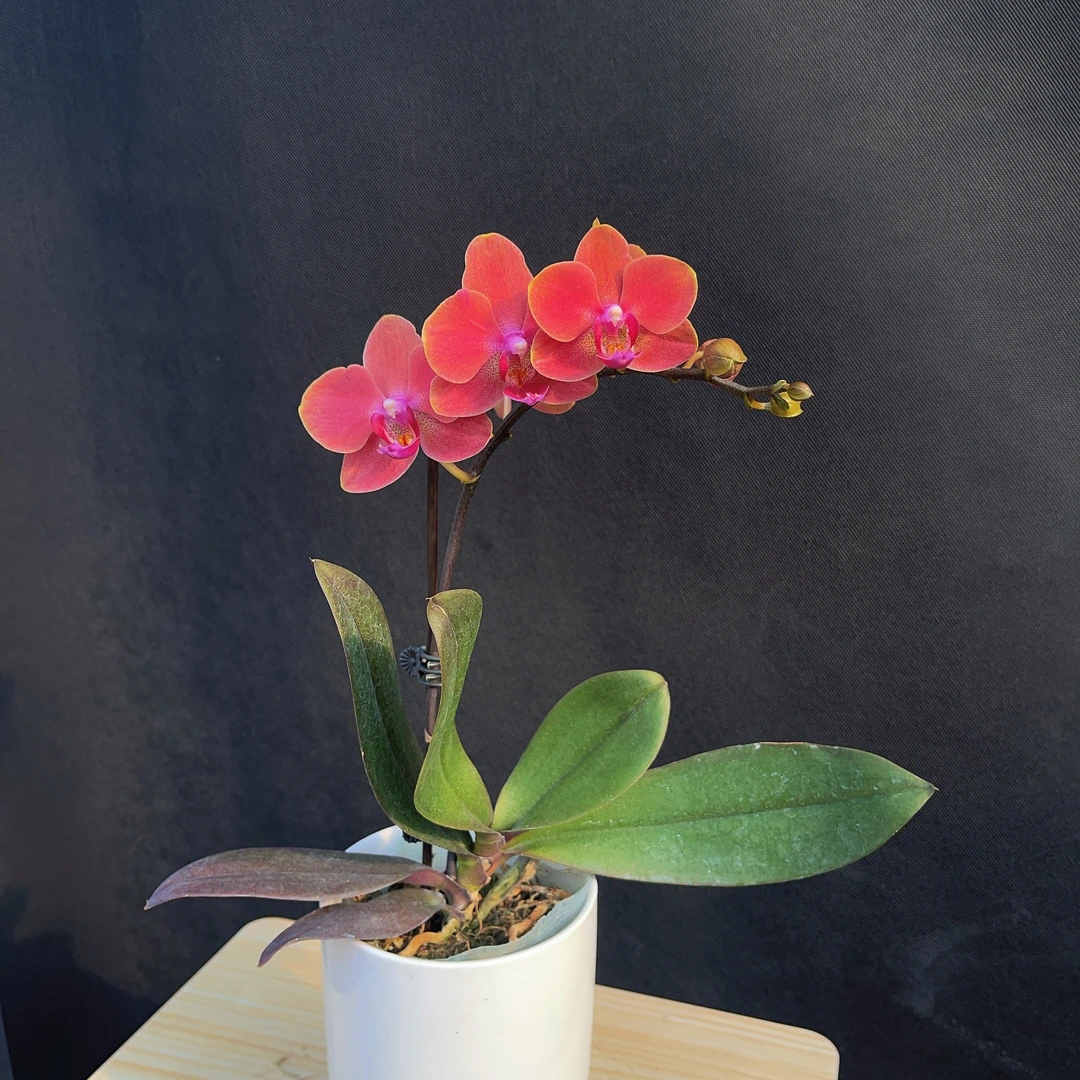 森境【金如意】蝴蝶兰