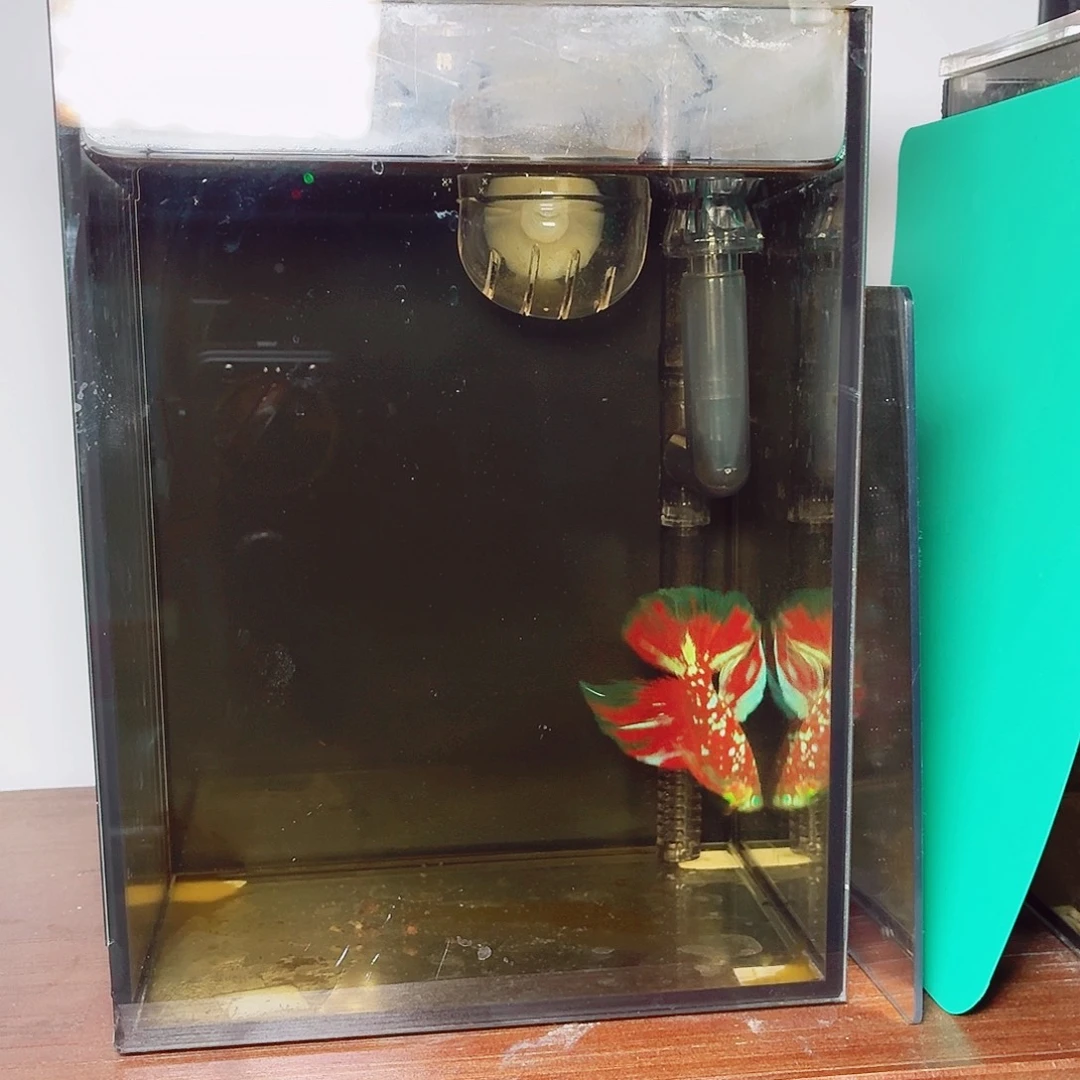 斗鱼彩金红魔半月