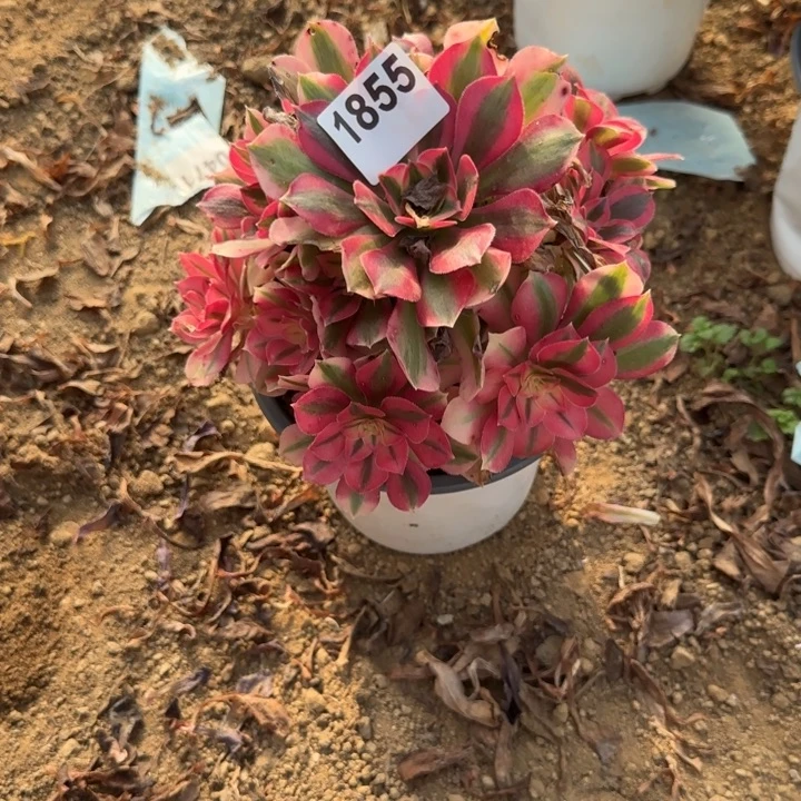 1855 清棚处理不包断枝