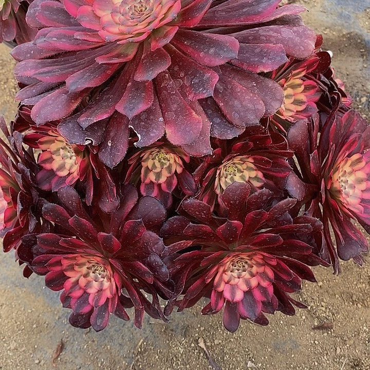 喜**梢多肉月蝉229多肉