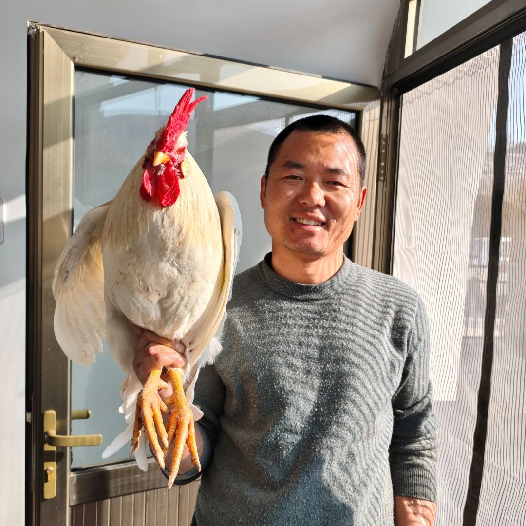 山西偏关农村娜两口纯粮食散养土公鸡顺丰京东包邮