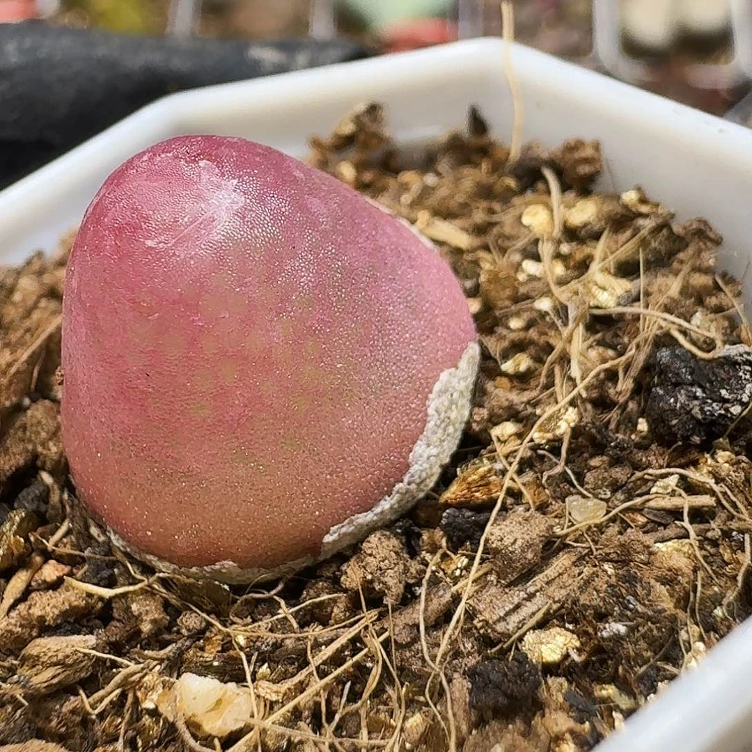 生石花1111。  1公分7。   162