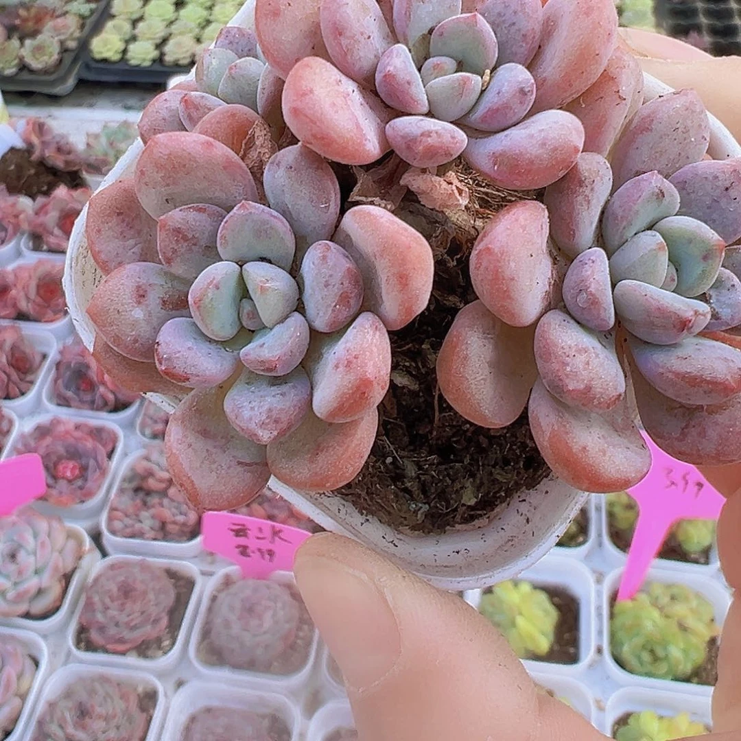 老桩白鹭群19包邮多肉