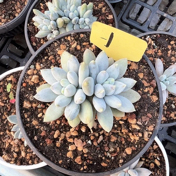 黄胖付1号码牌子的话