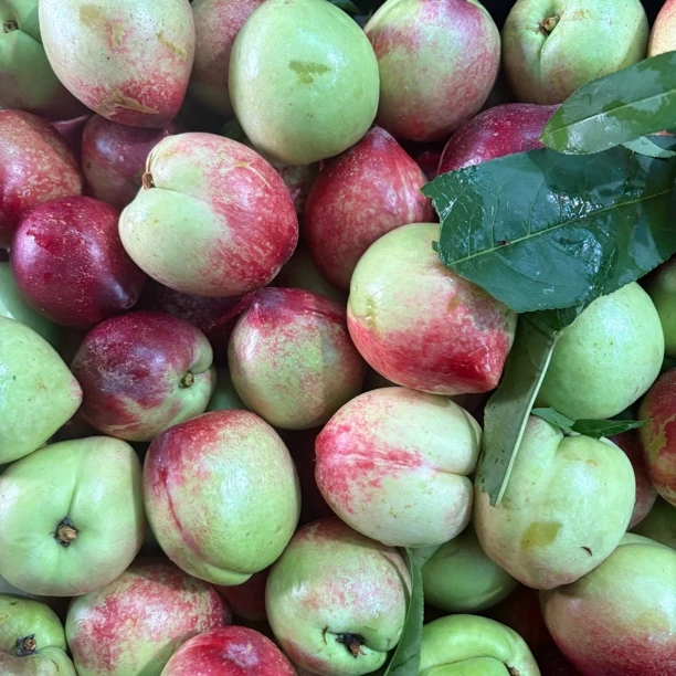 【云货心选】农家油桃