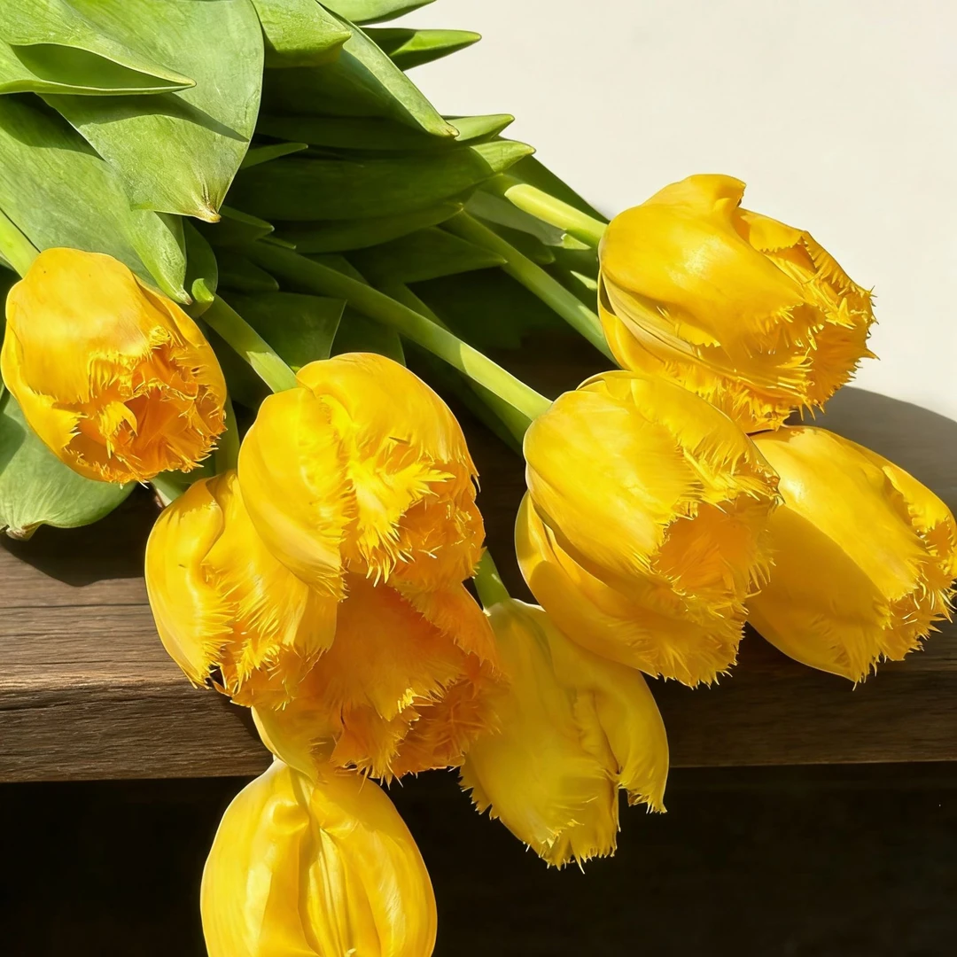 【黄毛边】黄色郁金香 - 东北鲜花