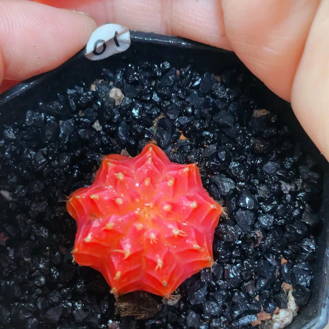 非偏远地区满25包邮仙人球
