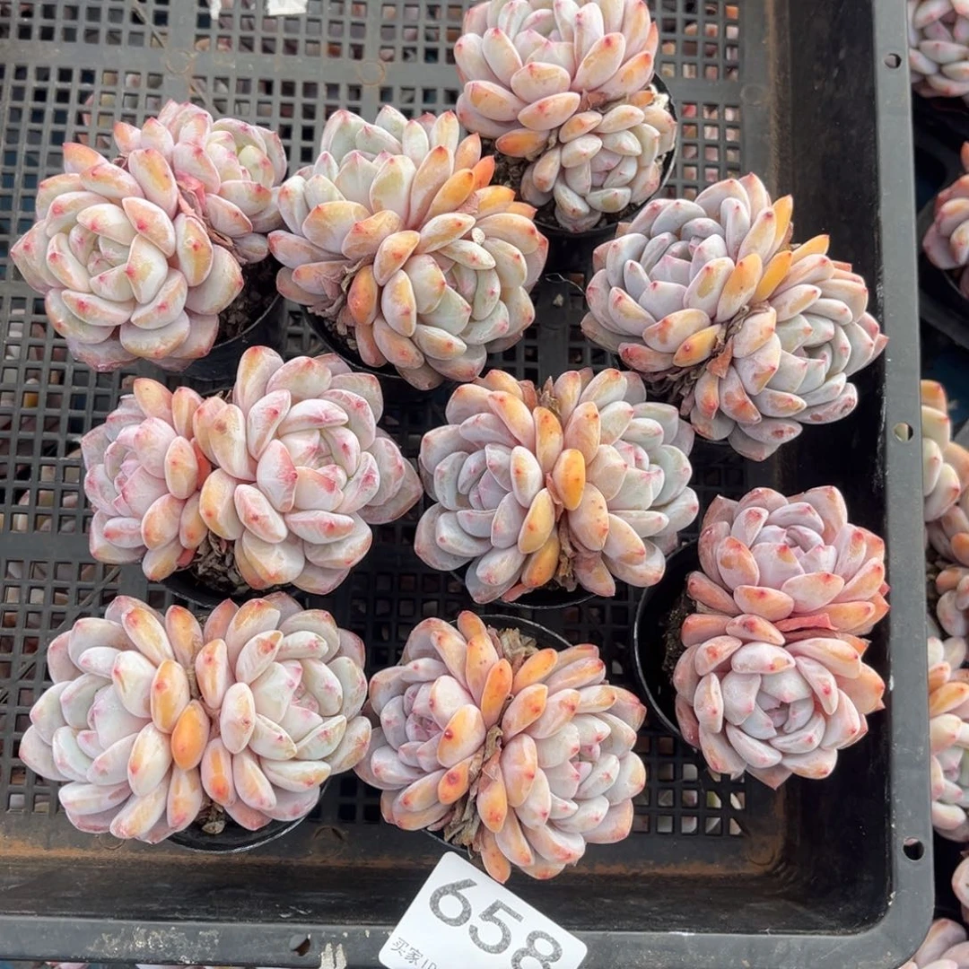 带盆发  658号新疆西藏内蒙古不包邮的