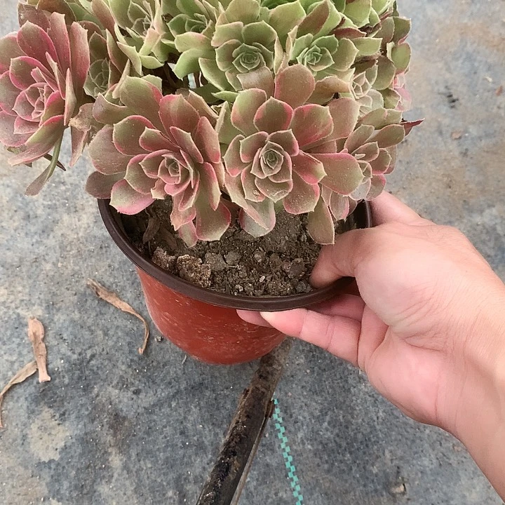 916安娜锦多肉植物