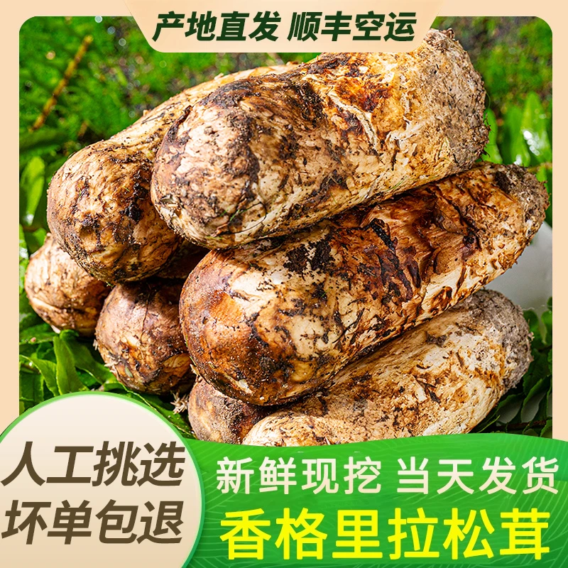 现货2025香格里拉松茸新鲜现挖不开伞云南特产食用菌送礼长辈顺丰