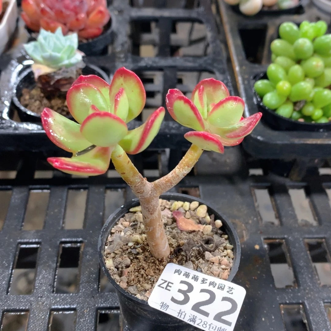 肉萌萌拇指盆精控多肉ZE322