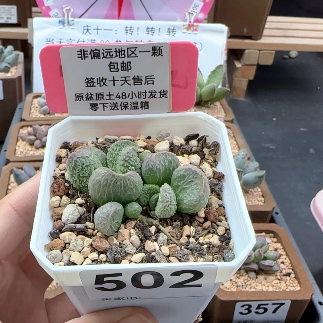 ?****吖502实生多肉植物