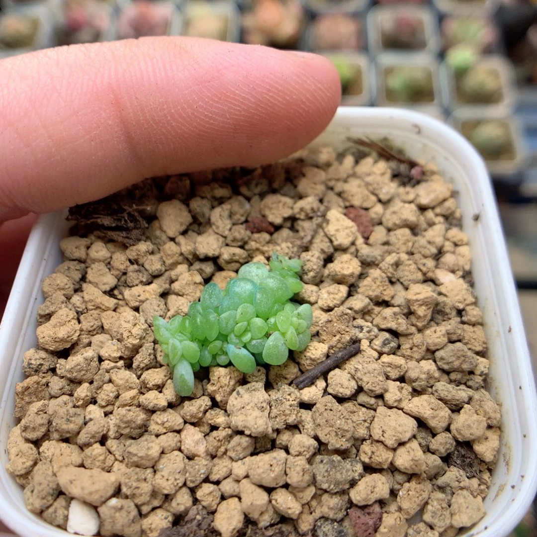 康*D57定繁葡萄叶麦杆Q88