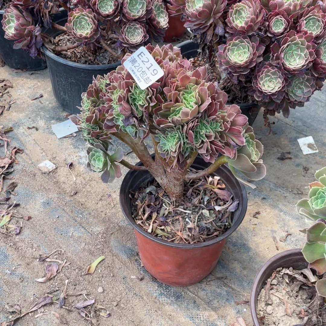 219玫瑰缀化多肉法师