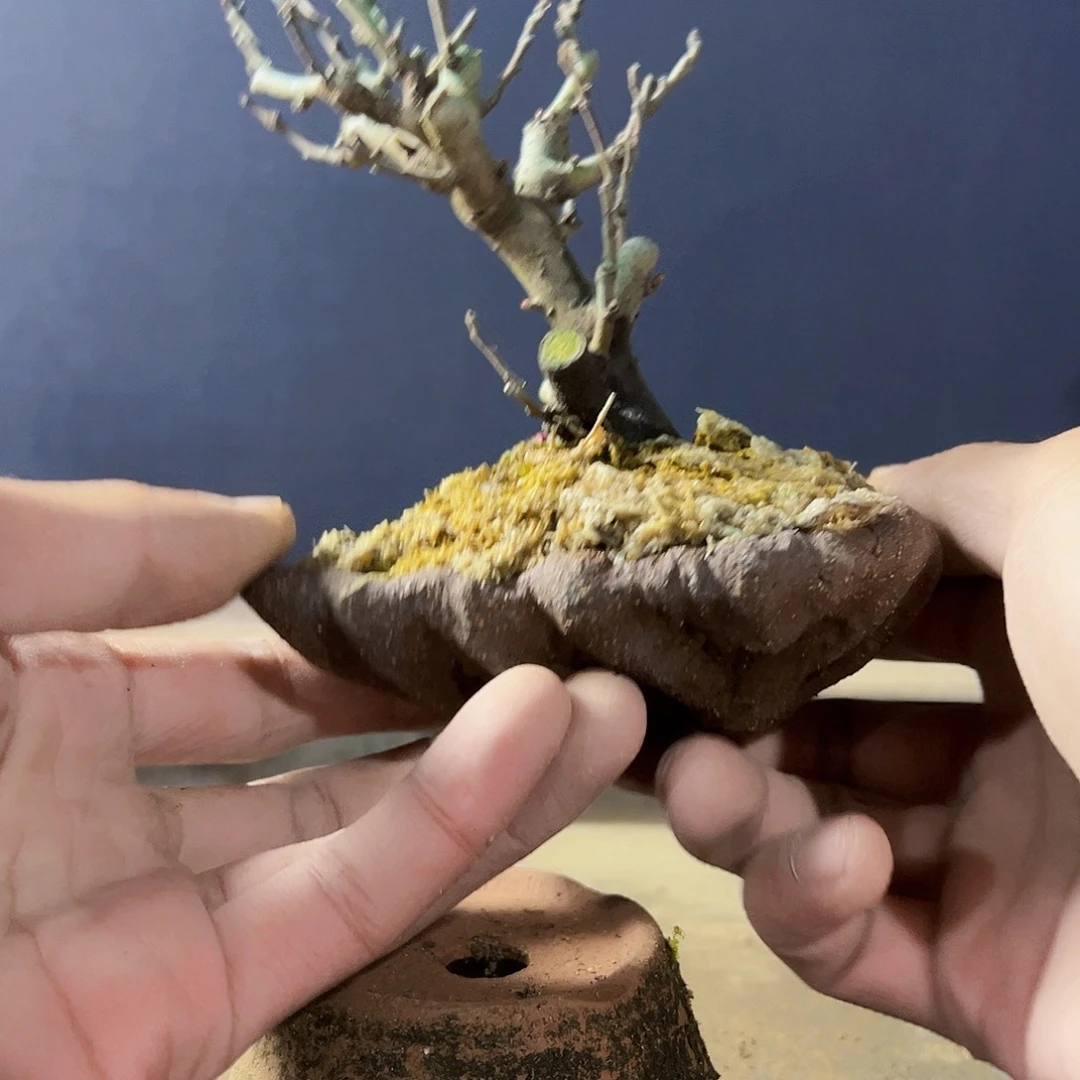 盆景盆景111111111