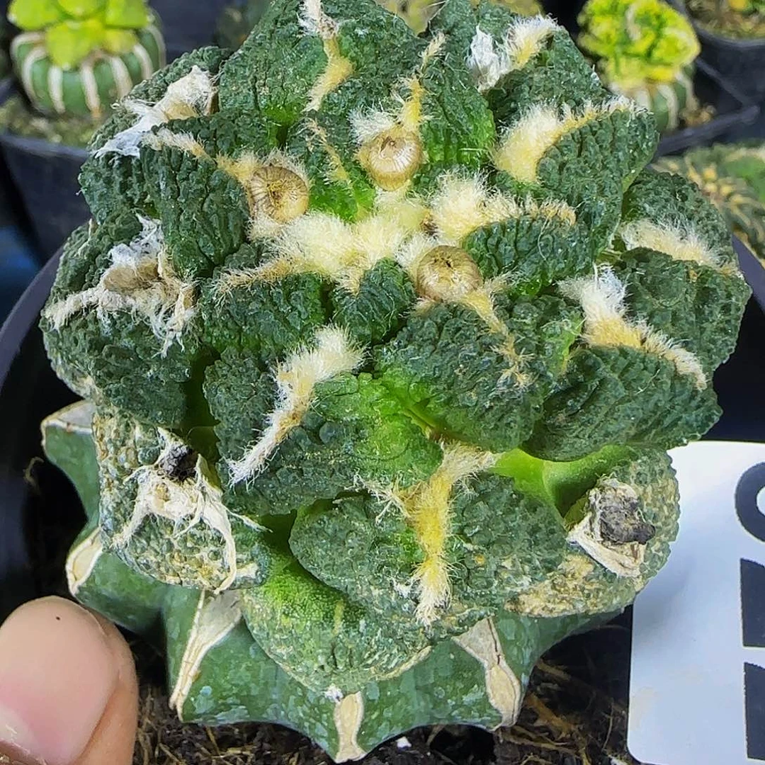 龟甲牡丹522仙人球开花