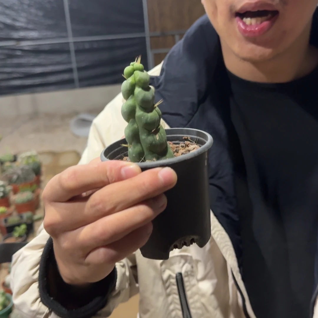 绿竹仙人球6-9厘米