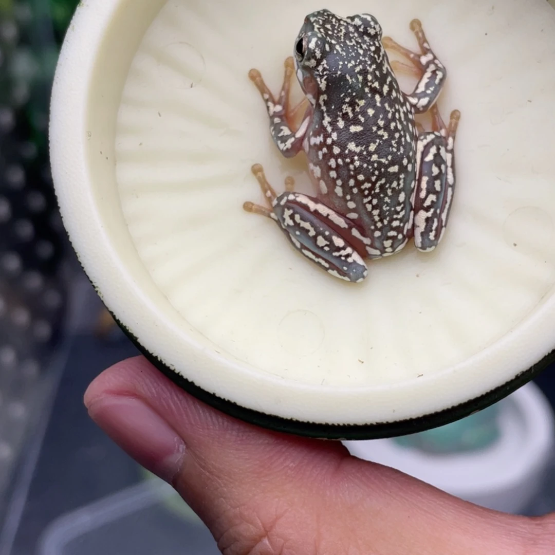 老爷树蛙3号顶级暴雪