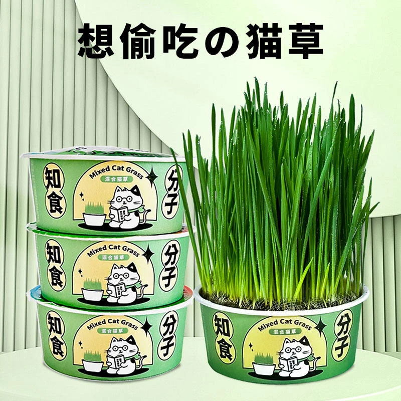 猫草泡面桶猫草盆栽化毛球小麦种子种植水培自已种长即食无土栽培