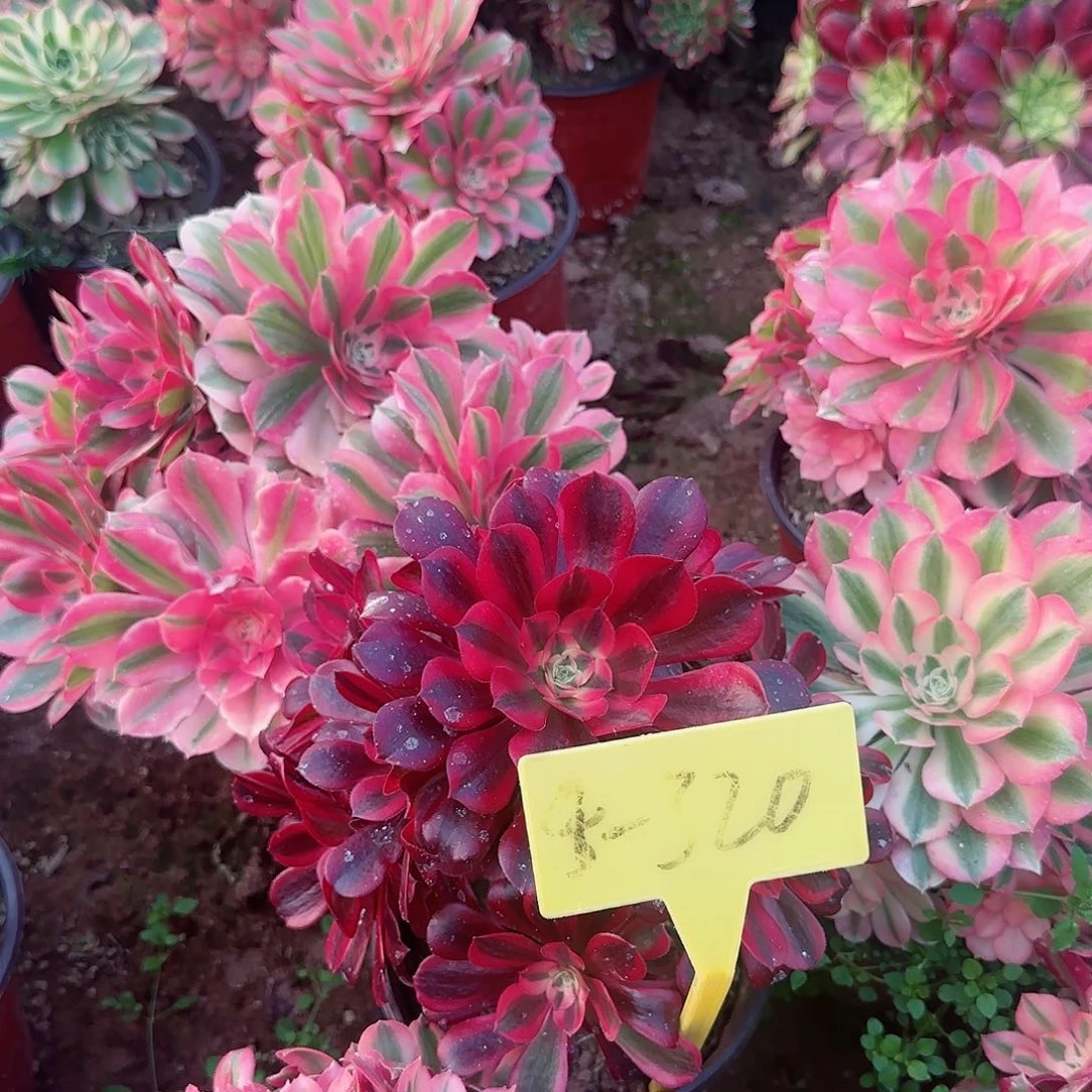 4-320--+多头多肉植物