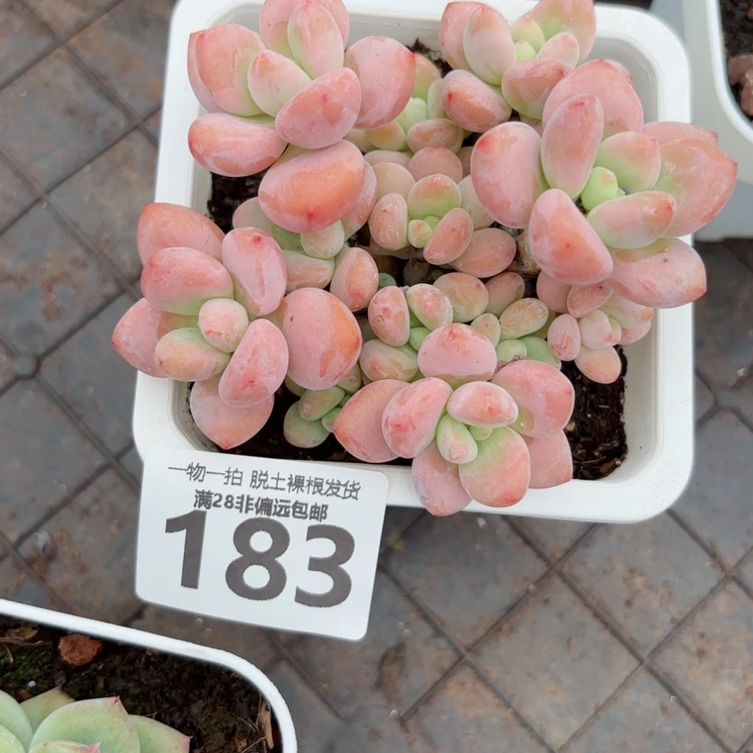 红洛神老桩无盆土发货